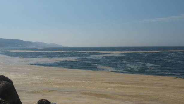 Foto - Deniz salyası Mudanya sahilini de kapladı