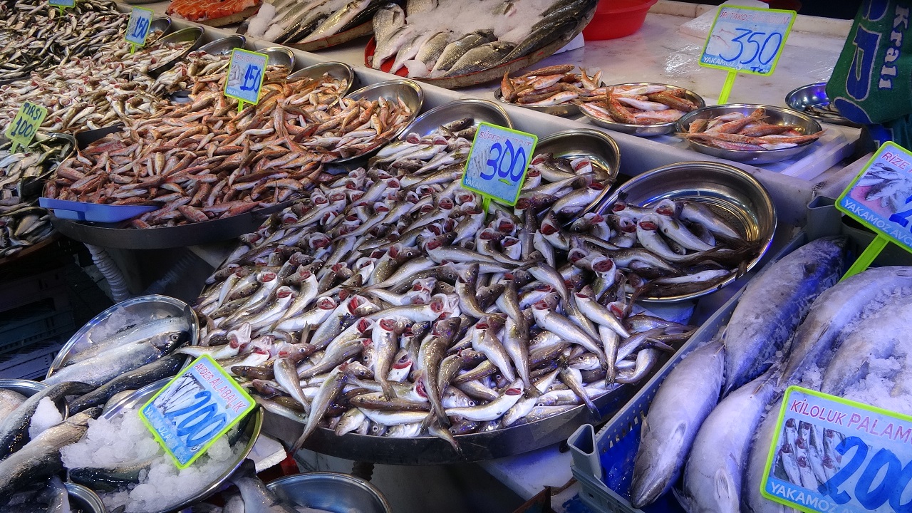 Deniz sıcaklığı balıkları vurdu! Hamsi cep yakıyor