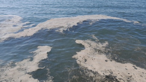 Foto - Deniz üzerinde tabaka oluştu! Müsilaj zannedildi