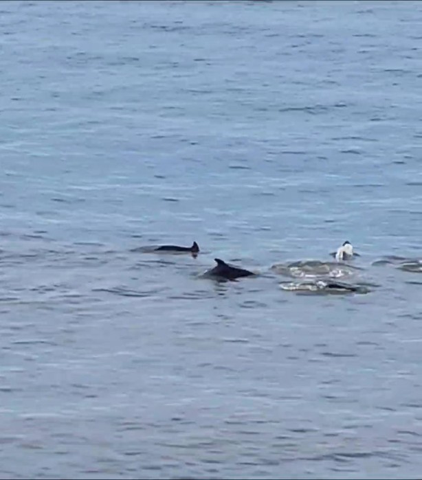 Foto - Denizde bir anda ortaya çıktılar! Görenler telefona sarıldı! O ilimizde böylesi ilk kez yaşandı