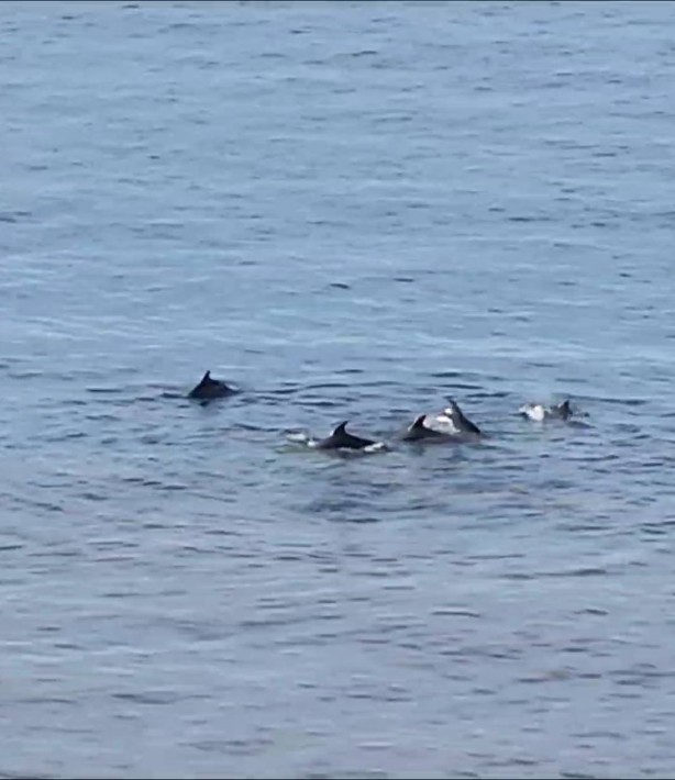 Foto - Denizde bir anda ortaya çıktılar! Görenler telefona sarıldı! O ilimizde böylesi ilk kez yaşandı