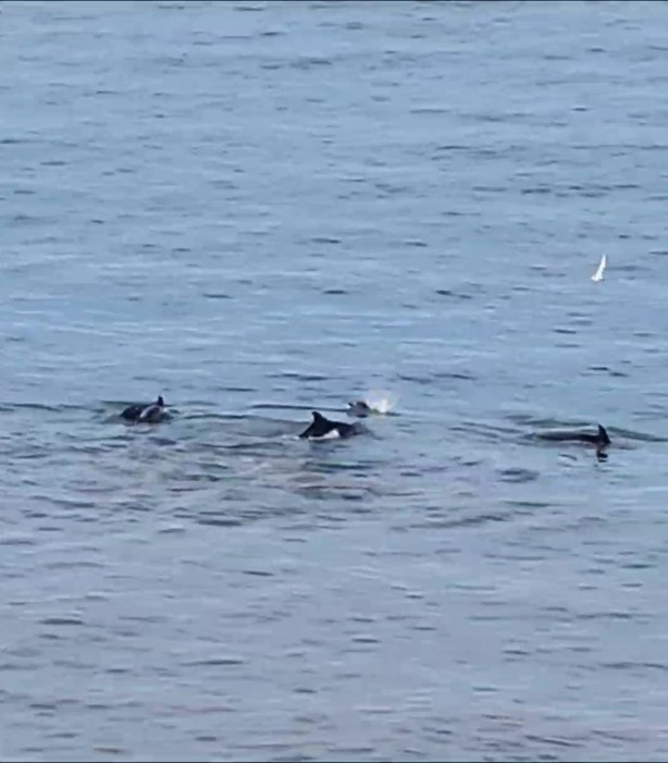 Foto - Denizde bir anda ortaya çıktılar! Görenler telefona sarıldı! O ilimizde böylesi ilk kez yaşandı