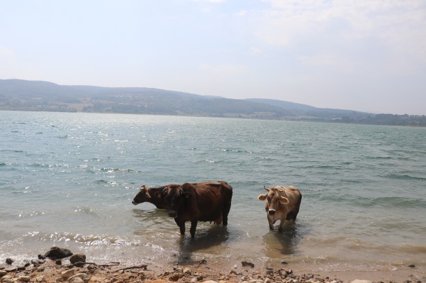 Foto - Denizde bu kez sıcaktan bunalan inekler serinledi