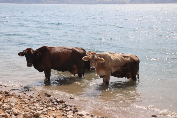 Foto - Denizde bu kez sıcaktan bunalan inekler serinledi