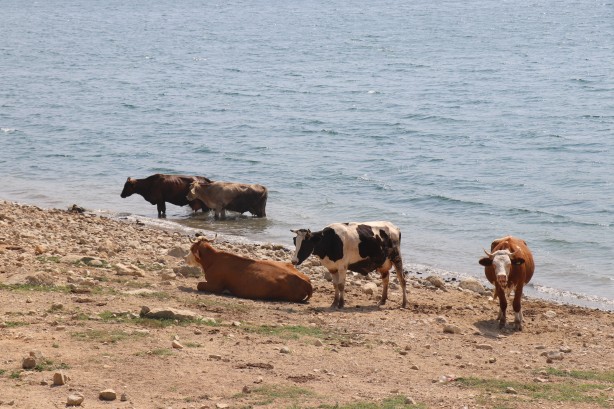 Foto - Denizde bu kez sıcaktan bunalan inekler serinledi