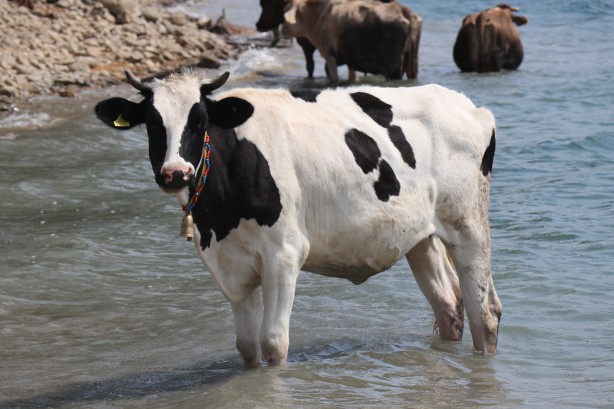 Foto - Denizde bu kez sıcaktan bunalan inekler serinledi