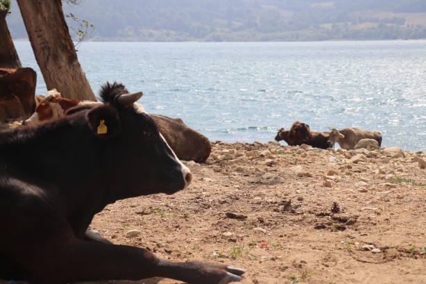 Foto - Denizde bu kez sıcaktan bunalan inekler serinledi