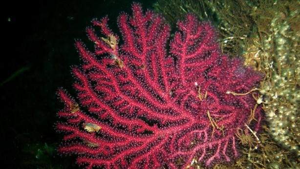 Foto - Denizde bulundu! Kur'an'da adı geçiyor... Bilim adamları araştırdı, kanseri anında bitirdiği ortaya çıktı