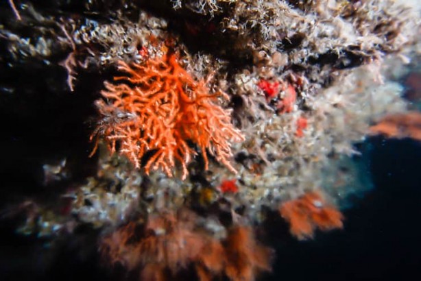 Foto - Denizde bulundu! Kur'an'da adı geçiyor... Bilim adamları araştırdı, kanseri anında bitirdiği ortaya çıktı