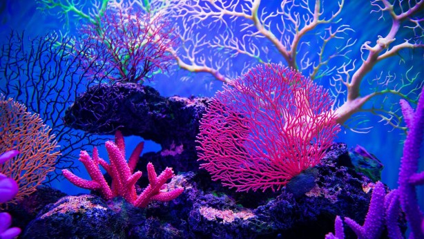 Foto - Denizde bulundu! Kur'an'da adı geçiyor... Bilim adamları araştırdı, kanseri anında bitirdiği ortaya çıktı