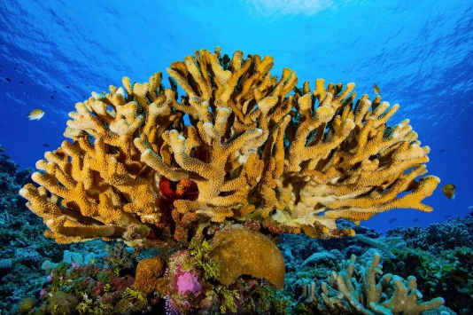 Foto - Denizde bulundu! Kur'an'da adı geçiyor... Bilim adamları araştırdı, kanseri anında bitirdiği ortaya çıktı