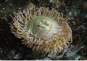 Foto - Denizde bulundu! Kur'an'da adı geçiyor... Bilim adamları araştırdı, kanseri anında bitirdiği ortaya çıktı