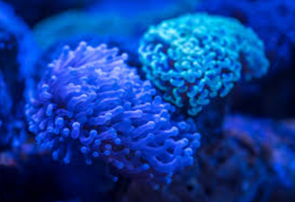 Foto - Denizde bulundu! Kur'an'da adı geçiyor... Bilim adamları araştırdı, kanseri anında bitirdiği ortaya çıktı