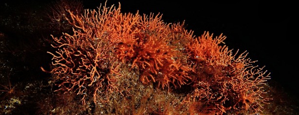 Foto - Denizde bulundu! Kur'an'da adı geçiyor... Bilim adamları araştırdı, kanseri anında bitirdiği ortaya çıktı