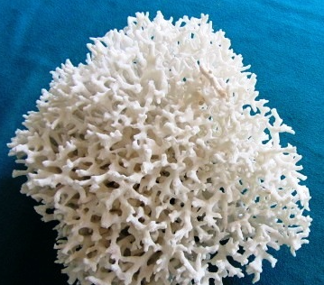 Foto - Denizde bulundu! Kur'an'da adı geçiyor... Bilim adamları araştırdı, kanseri anında bitirdiği ortaya çıktı