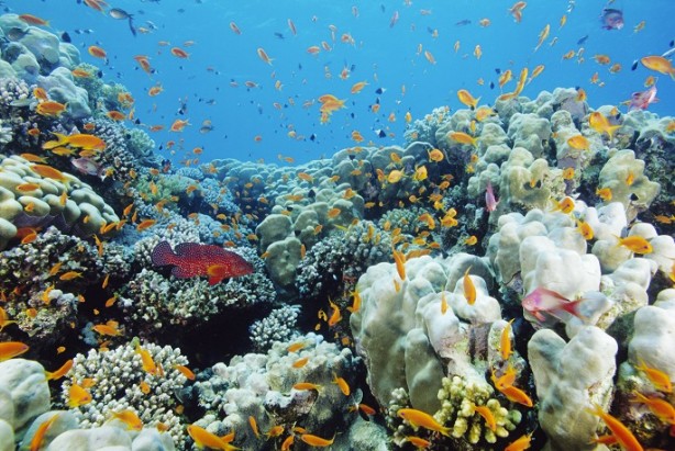 Foto - Denizde bulundu! Kur'an'da adı geçiyor... Bilim adamları araştırdı, kanseri anında bitirdiği ortaya çıktı