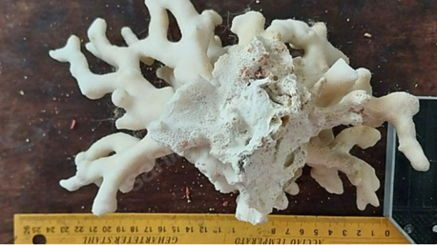 Foto - Denizde bulundu! Kur'an'da adı geçiyor... Bilim adamları araştırdı, kanseri anında bitirdiği ortaya çıktı