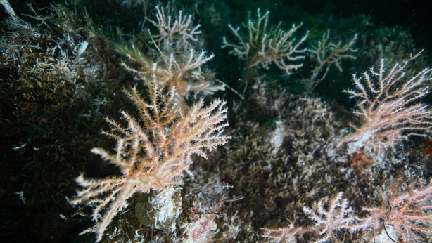 Foto - Denizde bulundu! Kur'an'da adı geçiyor... Bilim adamları araştırdı, kanseri anında bitirdiği ortaya çıktı