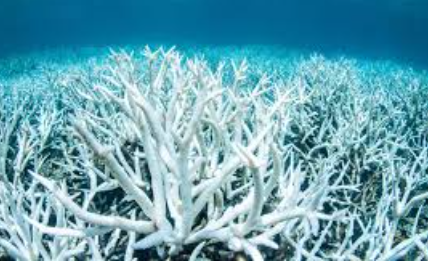 Denizde bulundu! Kur'an'da adı geçiyor... Bilim adamları araştırdı, kanseri anında bitirdiği ortaya çıktı