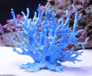 Foto - Denizde bulundu! Kur'an'da adı geçiyor... Bilim adamları araştırdı, kanseri anında bitirdiği ortaya çıktı