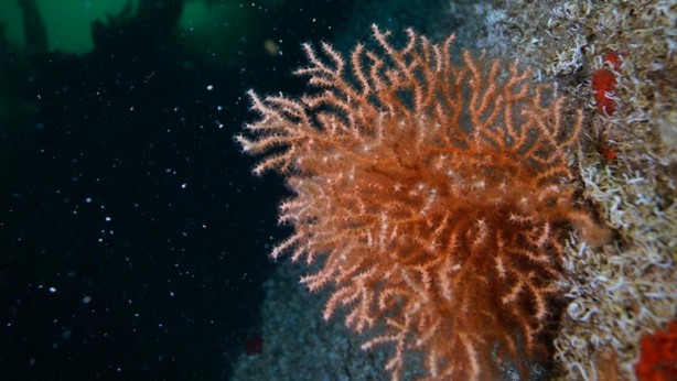 Foto - Denizde bulundu! Kur'an'da adı geçiyor... Bilim adamları araştırdı, kanseri anında bitirdiği ortaya çıktı