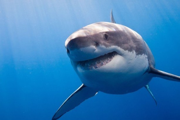 Foto - Denizde karşınıza çıkabilecek tehlikeli canlılar