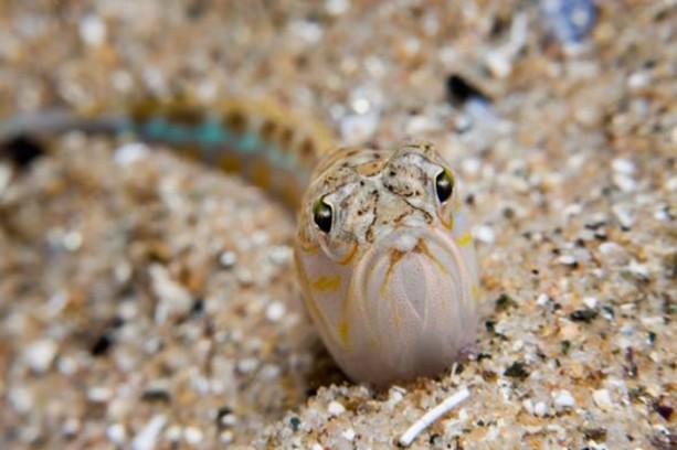 Foto - Denizde karşınıza çıkabilecek tehlikeli canlılar