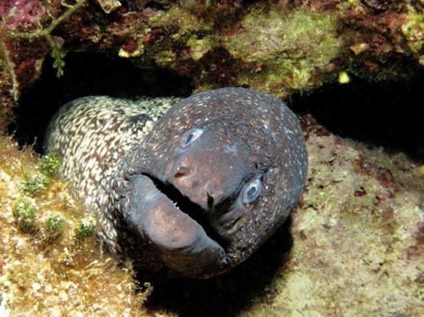 Foto - Denizde karşınıza çıkabilecek tehlikeli canlılar