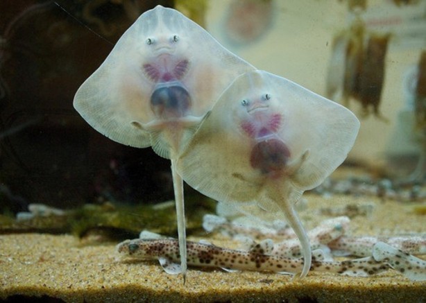 Foto - Denizde karşınıza çıkabilecek tehlikeli canlılar