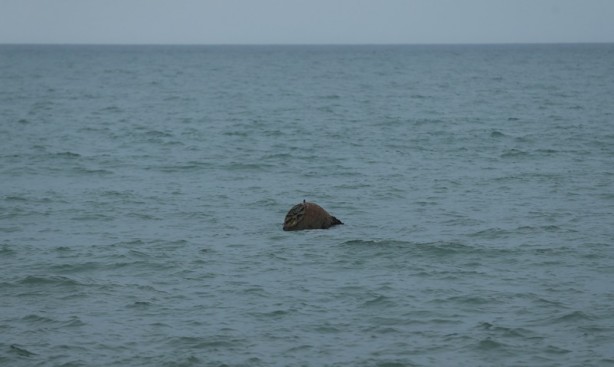 Foto - Denizde tespit edildi! Harekete geçildi