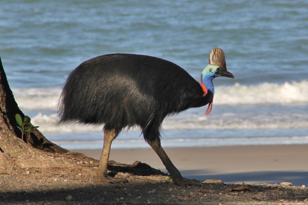 Foto - Denizden çıkan canlı herkesi dehşete düşürdü! Gören sağa sola kaçmaya başladı
