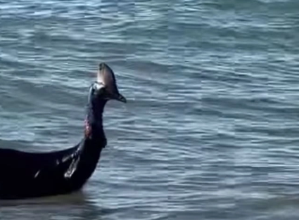 Foto - Denizden çıkan canlı herkesi dehşete düşürdü! Gören sağa sola kaçmaya başladı