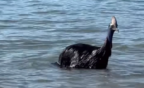 Foto - Denizden çıkan canlı herkesi dehşete düşürdü! Gören sağa sola kaçmaya başladı