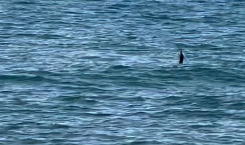 Denizden çıkan canlı herkesi dehşete düşürdü! Gören sağa sola kaçmaya başladı