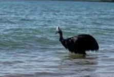 Foto - Denizden çıkan canlı herkesi dehşete düşürdü! Gören sağa sola kaçmaya başladı