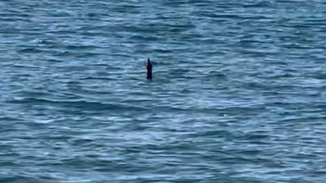 Foto - Denizden çıkan canlı herkesi dehşete düşürdü! Gören sağa sola kaçmaya başladı