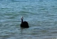 Foto - Denizden çıkan canlı herkesi dehşete düşürdü! Gören sağa sola kaçmaya başladı