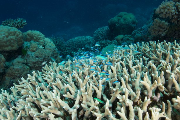 Foto - Denizden gizlice çıkarıp satıyorlar! Para kazanmak için yapıyorlar ama büyük ölümler yaşanabilir