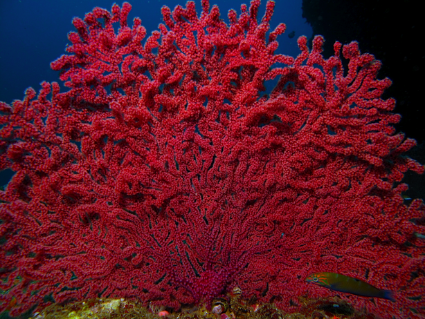 Foto - Denizden gizlice çıkarıp satıyorlar! Para kazanmak için yapıyorlar ama büyük ölümler yaşanabilir