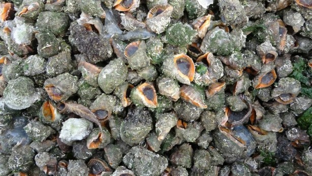 Foto - Denizden milyonlarca dolar çıktı! Resmen fışkırıyor... Güney Kore ve Çin, Türkiye'nin kapısını çaldı