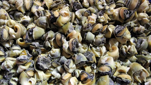 Foto - Denizden milyonlarca dolar çıktı! Resmen fışkırıyor... Güney Kore ve Çin, Türkiye'nin kapısını çaldı