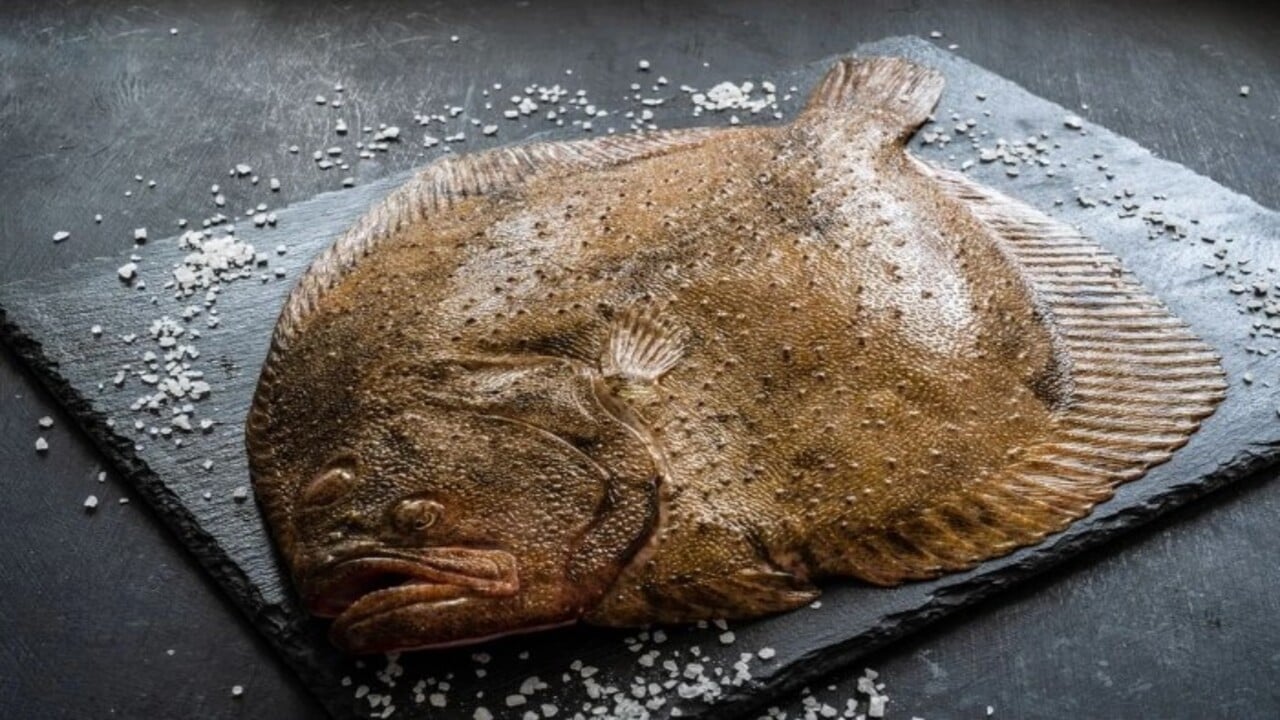 ocak ayi balıkları - kalkan balıgı