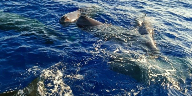 Foto - Denize girecekler 10 kez düşünsün! Tam 20 metre boyundalar
