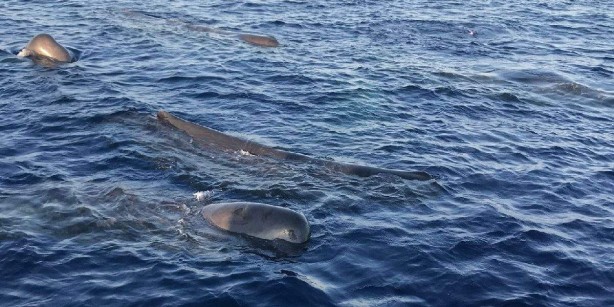 Foto - Denize girecekler 10 kez düşünsün! Tam 20 metre boyundalar