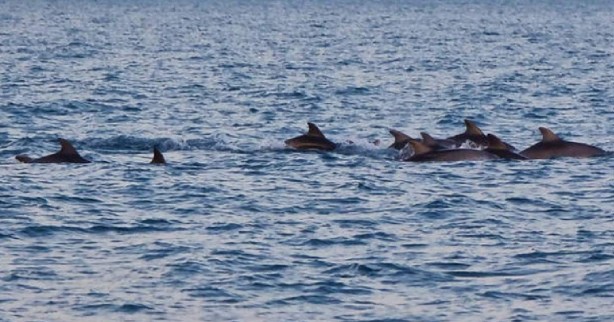 Foto - Denize girecekler 10 kez düşünsün! Tam 20 metre boyundalar