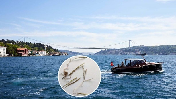 Denize girecekler dikkat! Katil yosun Marmara’da görüldü! 