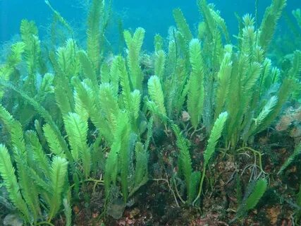 Foto - Denize girecekler dikkat! Katil yosun Marmara’da görüldü! 