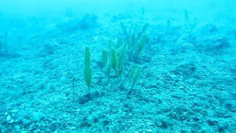 Foto - Denize girecekler dikkat! Katil yosun Marmara’da görüldü! 