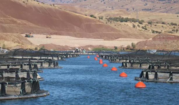 Foto - Denize kıyısı olmayan ilimizden balık fışkırıyor! Rusya ve Japonya o balıkların peşine düştü