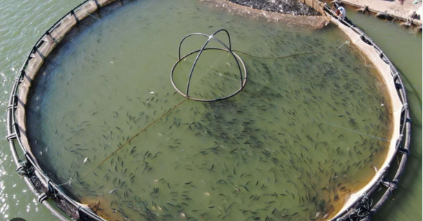 Foto - Denize kıyısı olmayan ilimizden balık fışkırıyor! Rusya ve Japonya o balıkların peşine düştü